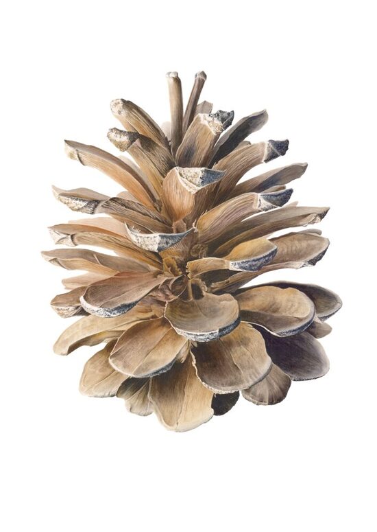 Pine Tree Cone. PRINT
